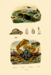 Guêpe Bijou